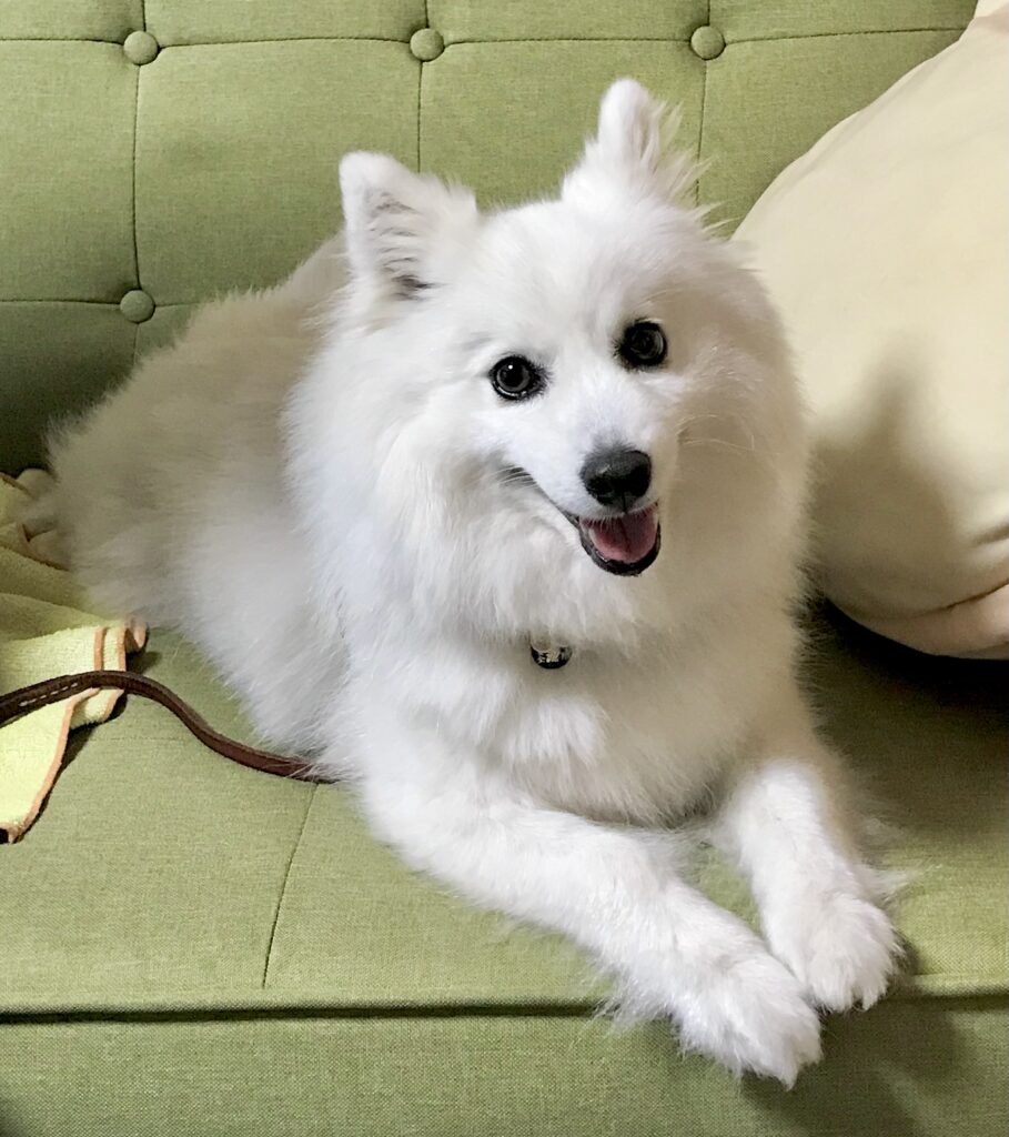 看板犬、ハルカです